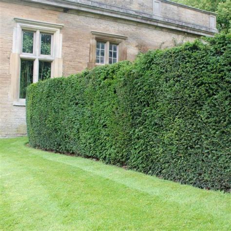English Yew Taxus Baccata Hedges Direct