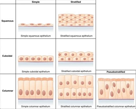 Epithelial Tissue Characteristics Types And Functions Owlcation