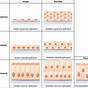 Epithelial Tissue Quiz Pdf