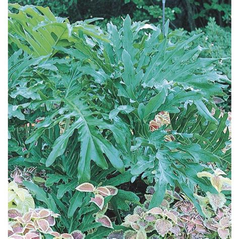 We did not find results for: Big Leaf Philodendron (L5793) at Lowes.com