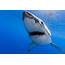 Animals Shark Wallpapers HD / Desktop And Mobile Backgrounds