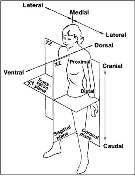 Body Planes And Anatomical Position Free Image Download