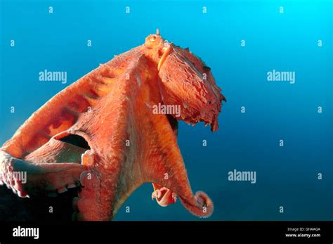 Giant Pacific Octopus Or North Pacific Giant Octopus Enteroctopus