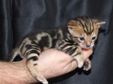 Bengal Cats For Sale Chicago IL 82938 Petzlover