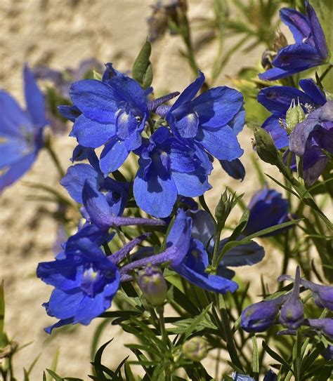 Blue Larkspur Flower Iii Photograph By Linda Brody