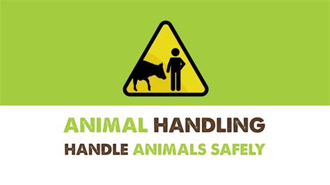 Animal Handling Youtube