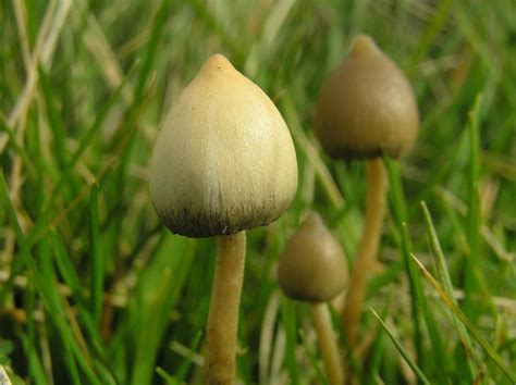 Liberty Cap A Field Guide To The Mushrooms Of The Pacific Northwest