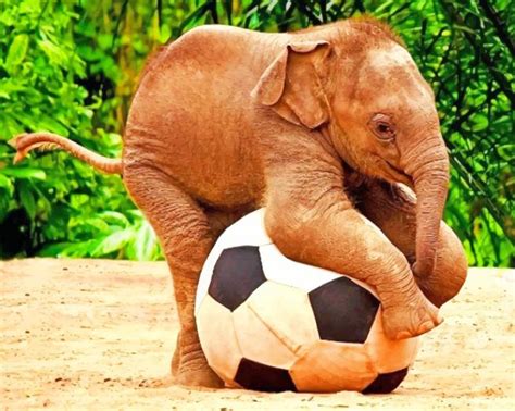 Baby Elephant Playing Football New Paint By Numbers Paint By