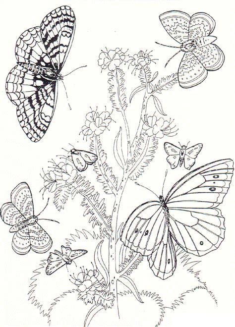 Top 25 butterfly coloring pages: Free Printable Butterfly Coloring Pages For Kids