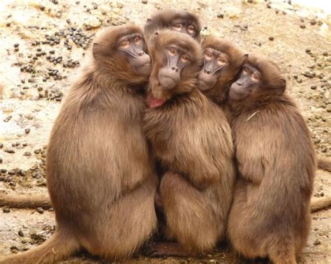 Buy cheap domain names and enjoy 24/7 support. Monkey Name Generator - Find Out The Good Monkey Names