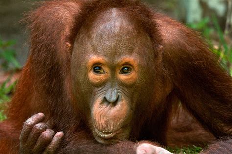 Yet Another Orangutan Sean Crane Photography