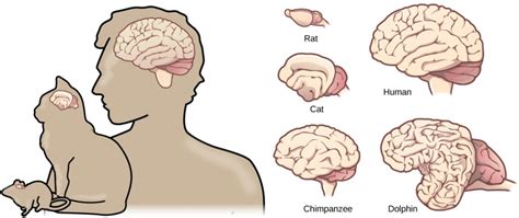82 Brain Evolution Introductory Animal Physiology
