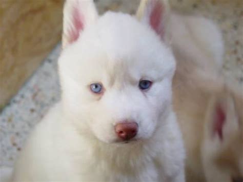 Adopt siberian husky dogs in florida. siberian huskies puppies for sale miami florida husky pups ...
