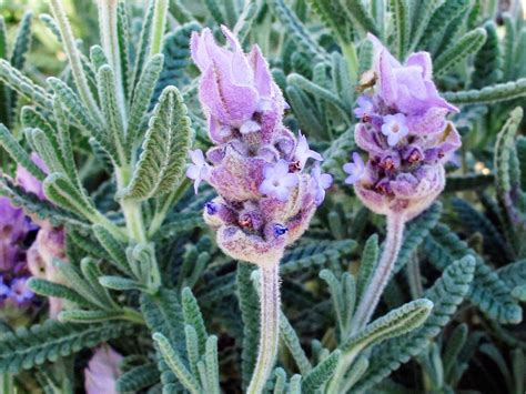 As their sense of smell is so strong, any essential oil can be too overpowering. Your Guide to Lavender - Sunset Magazine