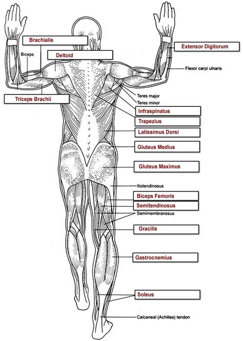 Muscles Labeled Front And Back Leg Model Labeled Muscles Anatomy