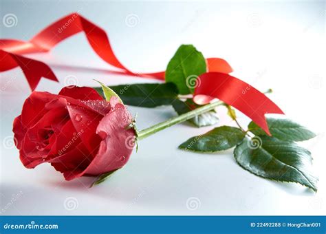 Red Rose Flower With Red Ribbon Stock Photo Image Of Elegant Blossom
