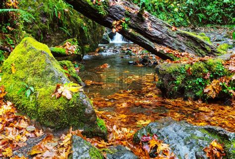 The Forest Creek In Autumn Season Stock Image Colourbox
