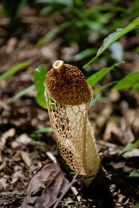 Fungi, often seen as pests, play a crucial role policing biodiversity in rainforests