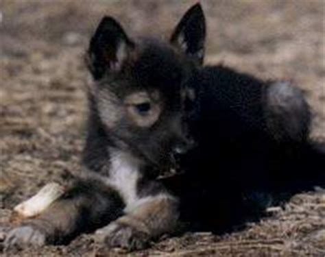 What is the rarest pomeranian color? Agouti Siberian Huskies - Colors of the Siberian Husky