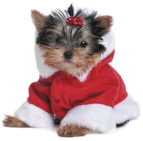 Happy New Year Cards New Year Card And Yorkie On Pinterest