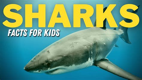 Facts About Sharks For Kids All About Sharks For Kids Youtube