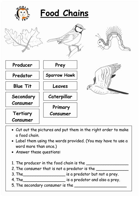 Food Chain Worksheet Pdf Beautiful Ks3 Ecosystems And Food Webs By