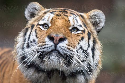 Wildlife Amur Tiger Lat Panthera Tigris Altaica Del Colaborador