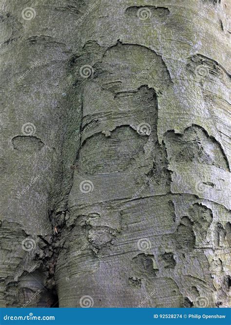 Beech Tree Bark Stock Photo Image Of Cortex Design 92528274