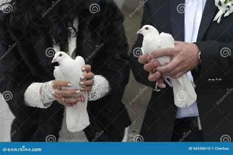 White Pigeons In Love Kissing Stock Photography