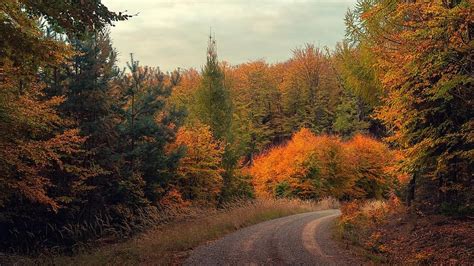 Forest Glade Away Autumn Colorful Nature Mood Trees Landscape