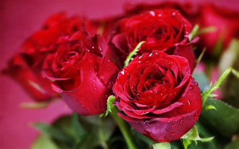 Nature Flowers Bouquets Rose Red Close Macro Holidays Valentine Plants