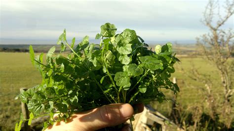 Summer Forest And Hedgerow Foraging Walk Galloway Galloway Wild Foods