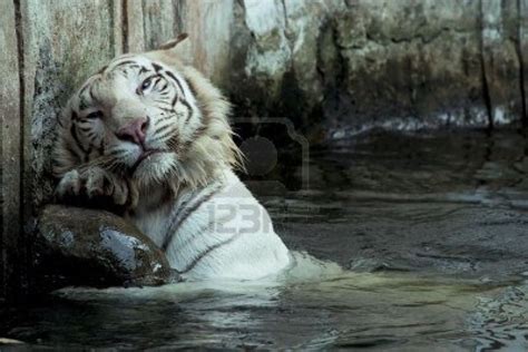 Tiger Swimming Underwater White Bengal Tiger Swimming White Bengal