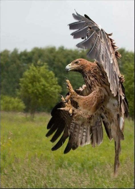 34 This Is The Picture Of A Vicious Bird Of Prey Animals Animal