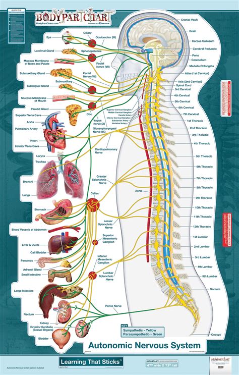 BodyPartChart Autonomic Nervous System
