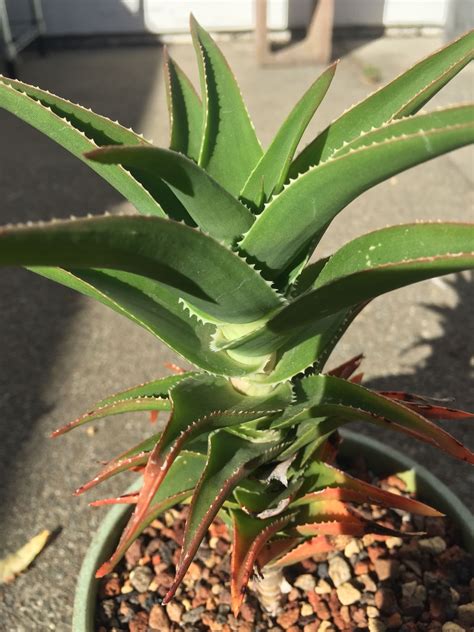Needs a minimum of 5 to 6 hours of full sun per day (morning sun is the most important so the leaves dry out to prevent diseases) Aloe ciliaris Climbing Aloe (vining Aloe - use trees or ...