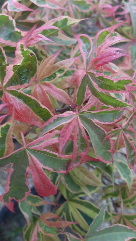 They tend to have small leaves, short internodes and profuse branching. Acer pal 'Shirazz'. Shirazz Japanese Maple. | Japanese ...