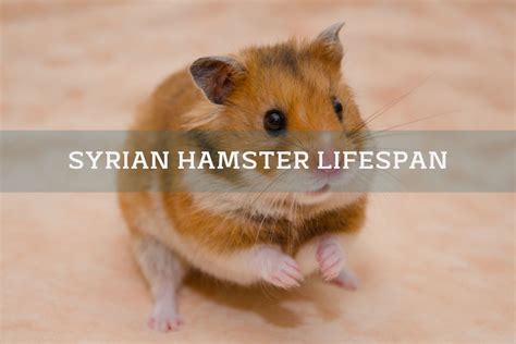 Syrian Hamster Lifespan How Long Do They Live