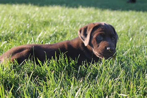 Charcoal and silver american labrador retriever puppies born may 25th, 2021, ready july 15th, 2021. Lots of Chocolate Lab Puppies On The Way | Coastal Creek ...