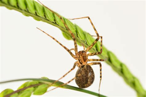 Common Spiders In Ne Mississippi Barnes Pest Control Llc