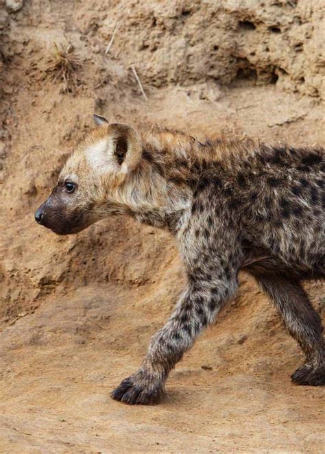 33 Wild Spotted Hyena Facts Crocuta Crocuta Diet Cubs