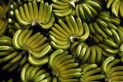 Fungus Threatens Banana Supply Nbc News