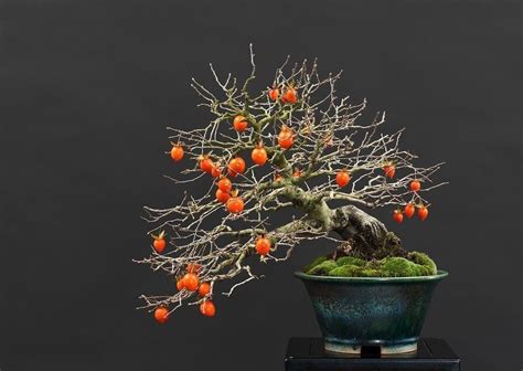 Information about miniature fruit trees is presented, in short, in this article. Persimmon Bonsai | Bonsai fruit tree, Bonsai tree, Bonsai art