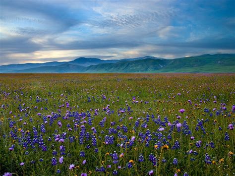 Mountains Landscapes Nature Meadows California Blue Flowers