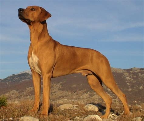 All List Of Different Dogs Breeds Types Of Dogs With