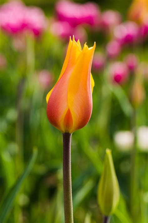 Tulip Bud Flower Petals Free Photo On Pixabay Pixabay