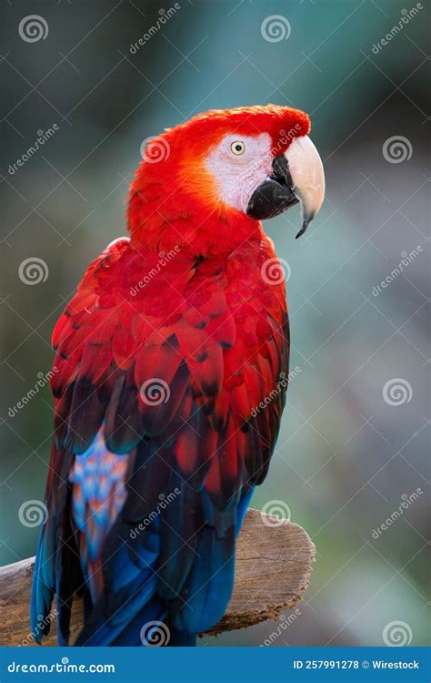 Vertical Closeup Shot Of A Scarlet Macaw Bird Perched On Wood Stock