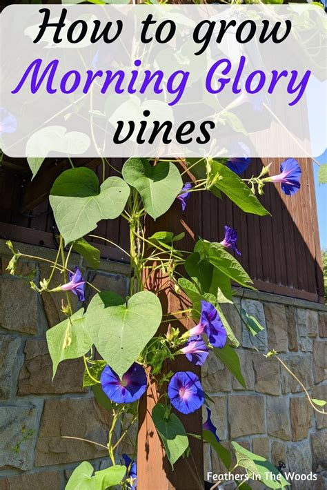 How To Grow Morning Glories Feathers In The Woods