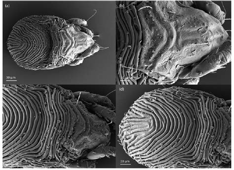 Limnozetes Schatzi Sp Nov Tritonymph Dorsal Aspect Sem Micrographs