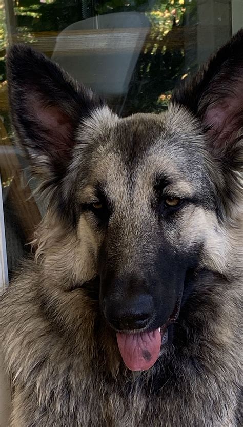 Pin By Putnam Pack On Just Liesl Our Silver Sable Shiloh Shepherd
